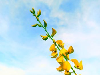 Low angle view of yellow flowering plant against sky