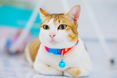 Close-up portrait of a cat