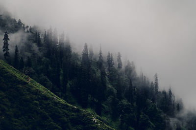 Panoramic view of trees in forest