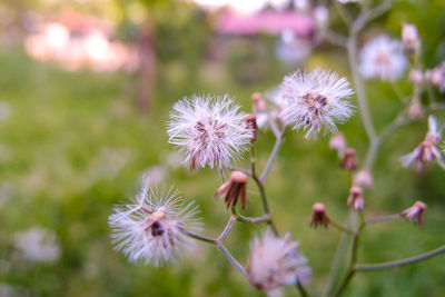 Close-up of fresh flowers