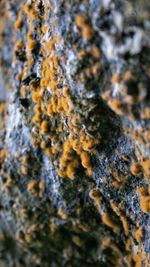 Full frame shot of tree trunk