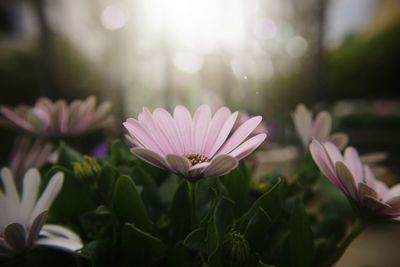 Close-up of pink flowering plants