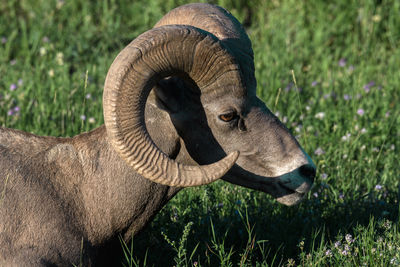 Close-up of a horse on field