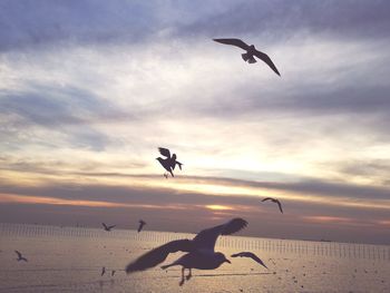 Seagulls flying over sea against sky