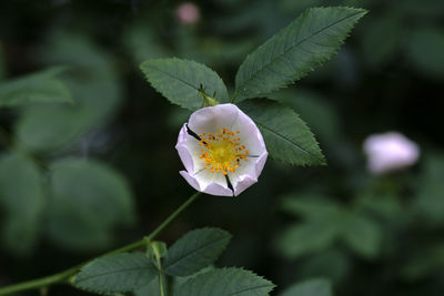 plant