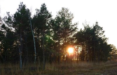 Trees on landscape against sky at sunset
