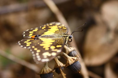 Close-up of butterfly