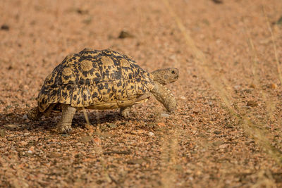 Side view of a reptile on ground