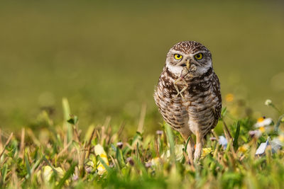 Close-up of owl on field