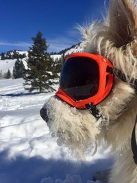 Close-up of a dog on snow