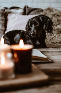 Close-up portrait of dog resting against illuminated candle