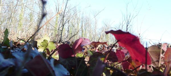 Leaves on a tree