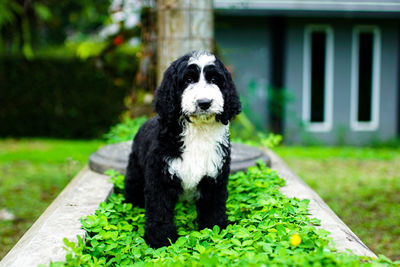 Giant poodle puppy in garden