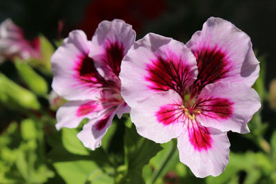 Close-up of pink flowering plant