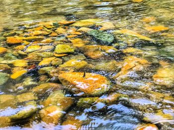 High angle view of koi carps swimming in lake