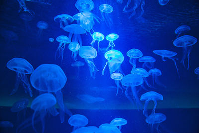 Jellyfish in sea