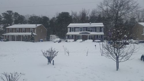 Bare trees on snow covered field