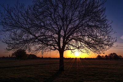 Silhouette tree against sky during sunset