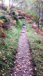 Narrow walkway in forest