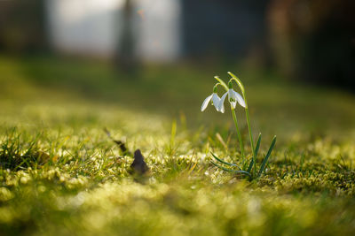 Close-up of plant on field