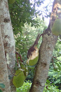 Low angle view of lizard on tree