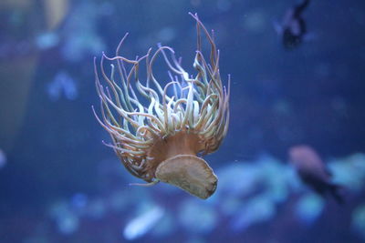 Close-up at the aquarium 