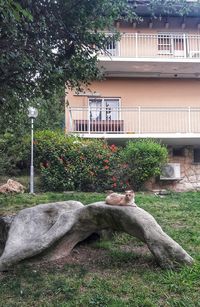 Cat in backyard of building