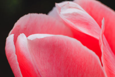 Close-up of pink flower