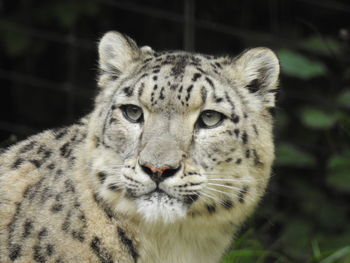 Close-up portrait of cat