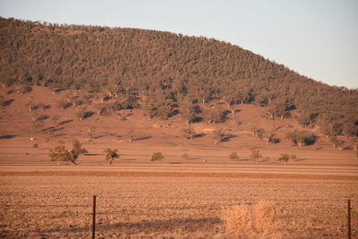 Scenic view of field against clear sky