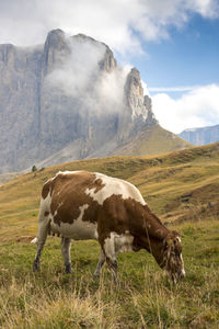 Cows grazing in a field