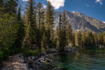 Panoramic view of trees in forest