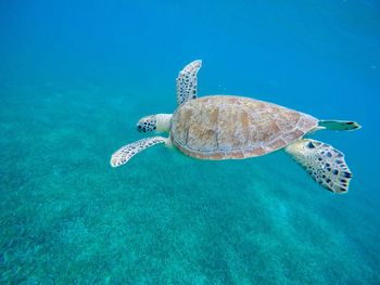 Turtle swimming in sea