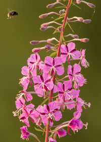Close-up of insect pollinating on pink flower