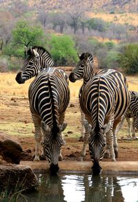 Zebra standing in a lake