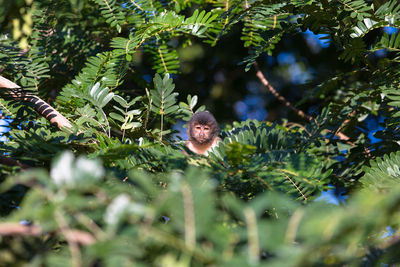 Close-up of bird perching on tree