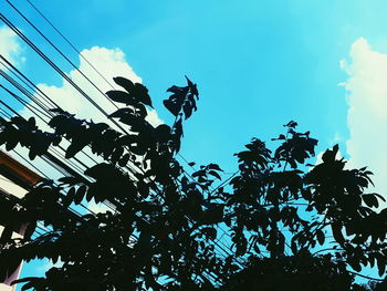 Low angle view of silhouette tree against sky