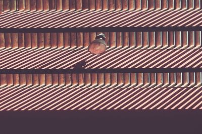 Low angle view of bird on roof