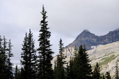 Pine trees in forest against sky