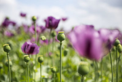 Close-up of purple flowering plants on field