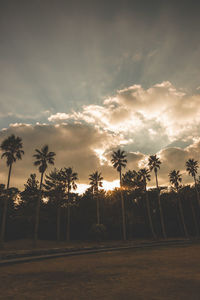 Palm trees on field against sky at sunset