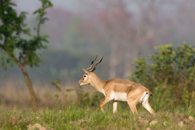 Side view of deer on field