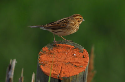 Close-up of bird perching on log