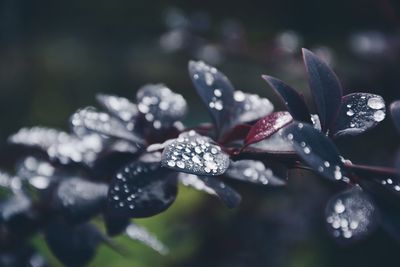 Close-up of wet flower