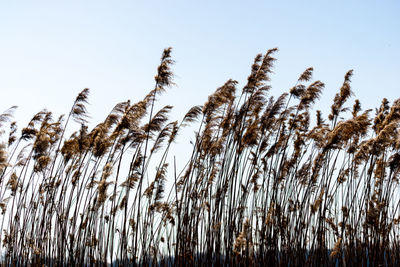 Low angle view of stalks against clear sky