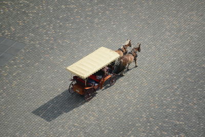 High angle view of an animal on the road