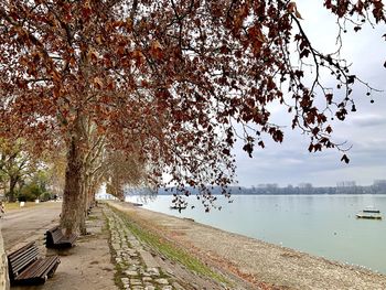 Trees by lake against sky during autumn