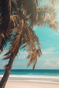 Palm tree by sea against sky