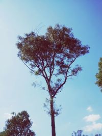 Low angle view of tree against clear blue sky