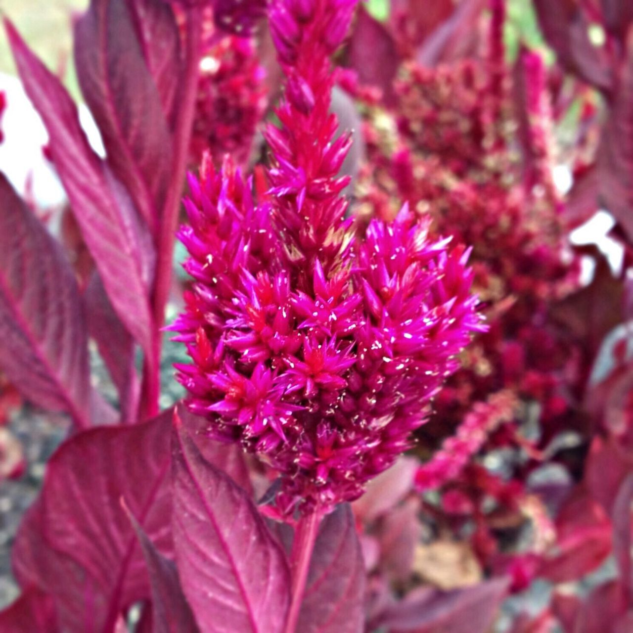 flower, pink color, freshness, growth, petal, fragility, close-up, focus on foreground, beauty in nature, nature, blooming, flower head, selective focus, branch, pink, plant, in bloom, leaf, day, blossom